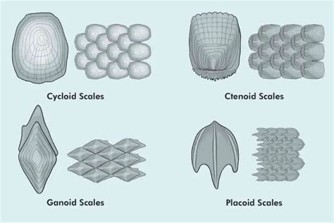 What Are The Three Types Of Fish Scales?