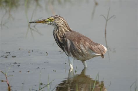 Chilka Lake Bird Sanctuary Orissa -Complete Guide To Birding