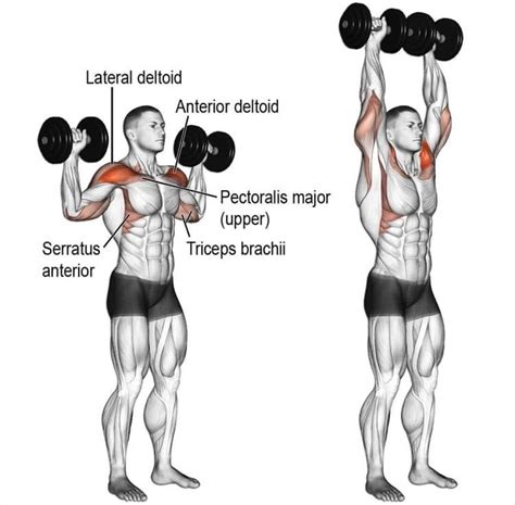 Arnold Press Vs. Dumbbell Shoulder Press – Which One Should You Do? – Fitness Volt