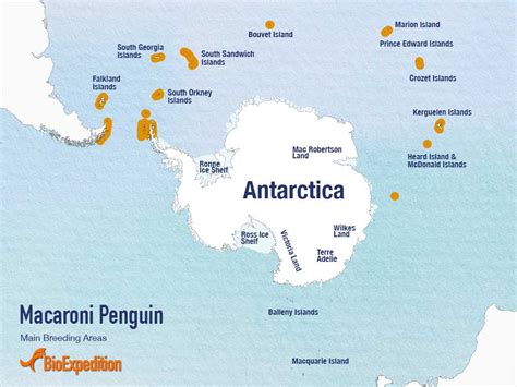 Macaroni Penguin - BioExpedition