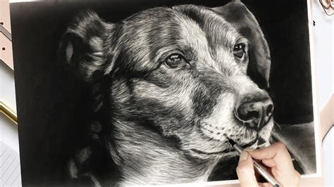 How To Draw A Realistic Dog Youtube - How to draw, realistic dog drawing tutorial.