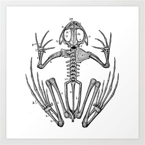 Frog skeleton Art Print by Upopot | Society6