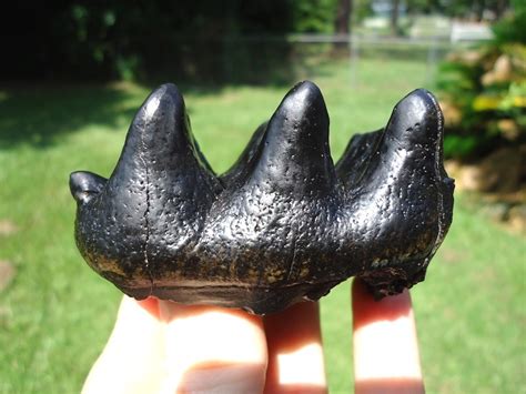 World Class Juvenile Mastodon Tooth | Proboscidea | FOSSILS ...