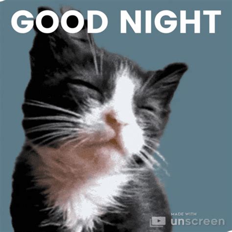 Good Night Cat Meme