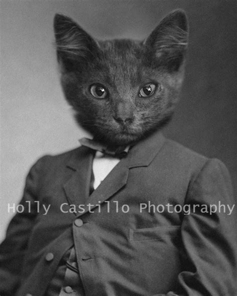 Dapper Cat in Suit 8x10 Print | Cats, Crazy cats, Cute cats