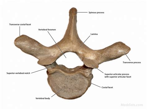 Thoracic Bone Anatomy Diagram Vertebral Column Images | My XXX Hot Girl