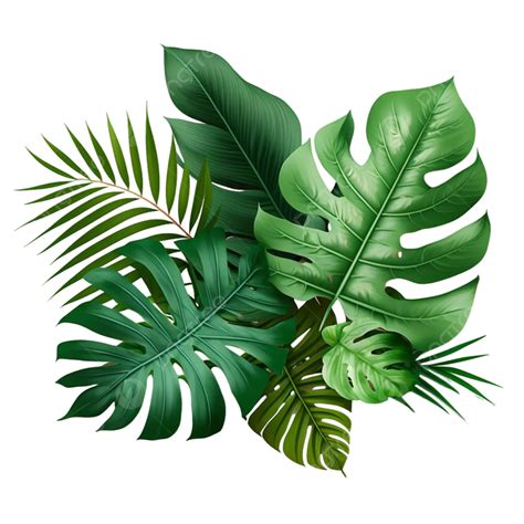 Tropical Leaves Frame Free Psd Design Images, Floral, Leaves, Tree PNG ...