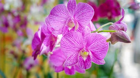 15 Purple Orchid Varieties For Indoor and Outdoor Gardens