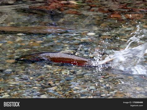 Spawning Coho Salmon Image & Photo (Free Trial) | Bigstock