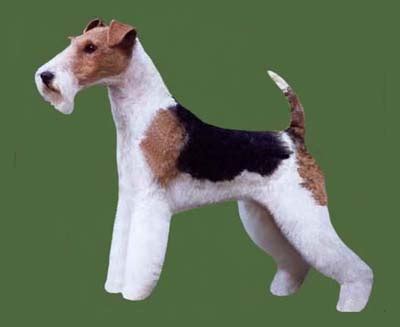 Wire Fox Terrier Grooming