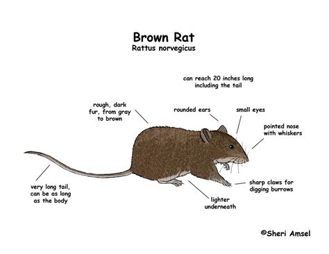 Rat (Brown)