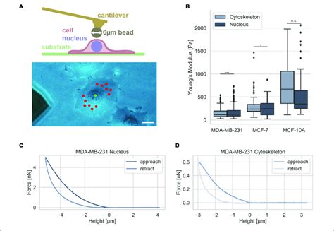 | Cell stiffness measurement of MDA-MB-231 and MCF-7 breast cancer... | Download Scientific Diagram