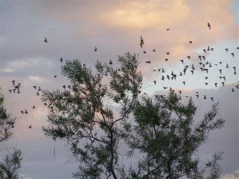 Bats leaving the Carlsbad Caverns, New Mexico.