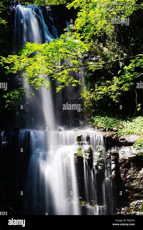 Cloud Forest Waterfall Stock Photo - Alamy