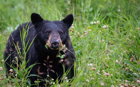 Wildlife in Yosemite: A Comprehensive Guide - Cheapest Vacations | Cool Places To Travel