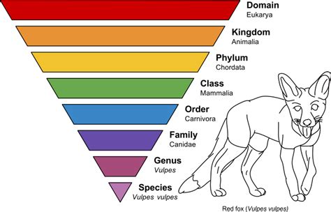 Classification System Science Lesson: Learning Taxonomy | Woo! Jr. Kids ...