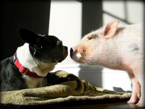 Mini Pig Oscar and His Dog Frenemy | Life with a Mini Pig