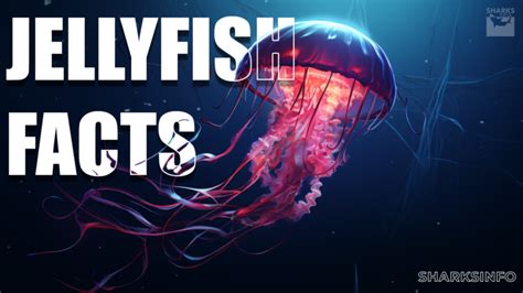 Box Jellyfish Facts You Must Know – sharksinfo.com