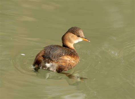 Little Grebe in Winter Plumage Floats in the Water. Stock Image - Image of water, winter: 104170463