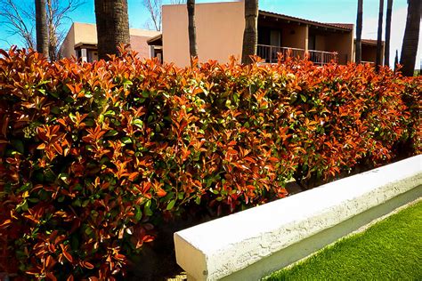 Red Tip Photinia For Sale | The Tree Center