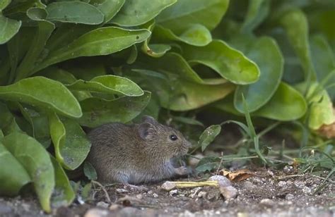 Common Vole (Microtus arvalis) adult Our beautiful Wall Art and Photo Gifts include Framed ...