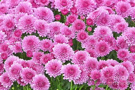 Pink Garden Chrysanthemums Photograph by Regina Geoghan - Fine Art America