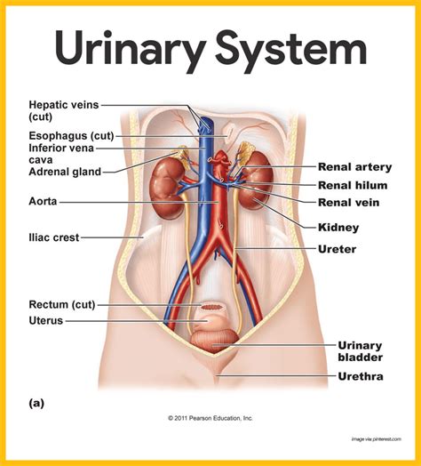 Urinary System Diagram | Quizlet