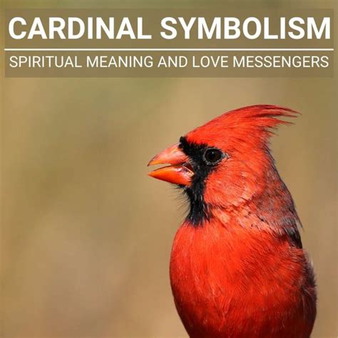 Cardinal Bird Symbolism: Spiritual Meaning And Love Messengers