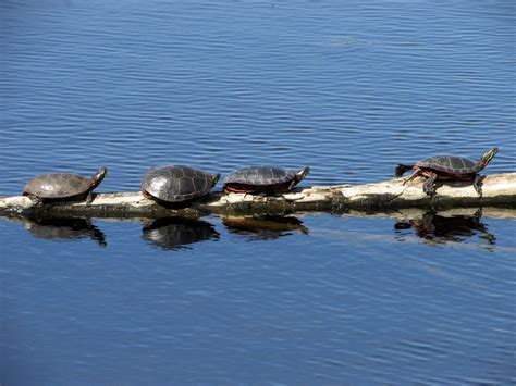 The Park Next Door - Horicon Marsh State Wildlife Area - Horicon, WI ...