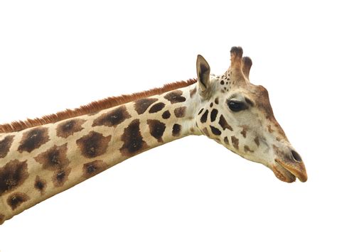 Giraffe Neck Evolution? | The Institute for Creation Research