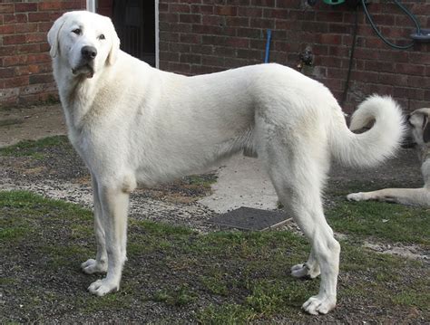 Kangal Dog - Breeders, Puppies and Breed Information - Dogs Australia