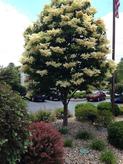 Stunning Japanese Silk Lilac Tree Cedar Artificial