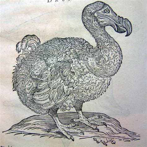 Dodo | Birds Wiki | FANDOM powered by Wikia