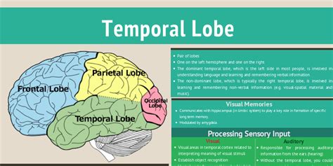 Temporal Lobe - Infogram