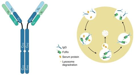 The two strategies for FcRn mediated therapeutic mechanisms