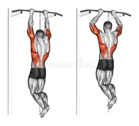 Exercising. Pull-ups on the Brachialis Stock Illustration ...