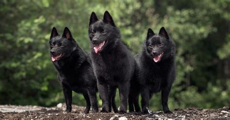 Schipperke Pictures - AZ Animals