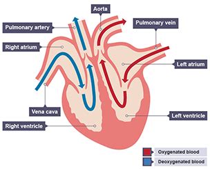 The blood vessels - The circulatory system (CCEA) - GCSE Biology (Single Science) Revision ...