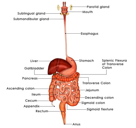 Digestive system major functions