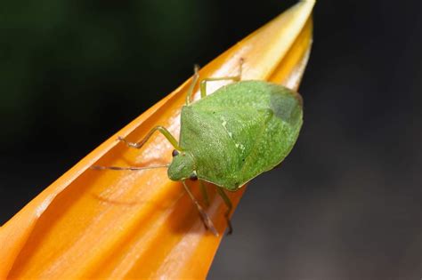 13 common garden pests and how to treat them | loveproperty.com