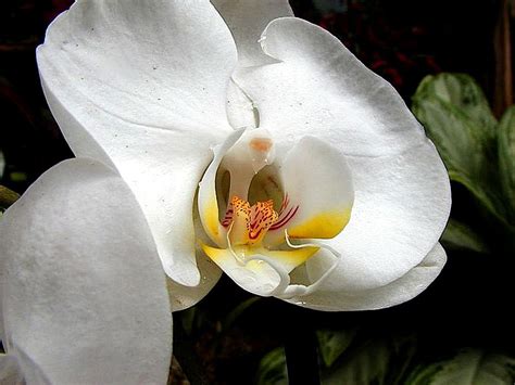 Free picture: white, orchids