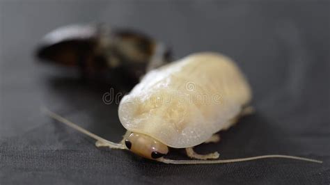 The Molting Process of the Madagascar Cockroach. Stock Video - Video of white, exotic: 292765083