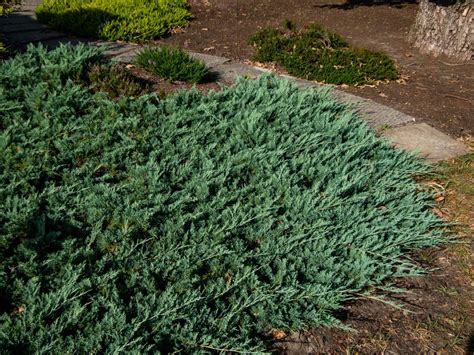 Blue Rug Juniper for Sale - Buying & Growing Guide - Trees.com