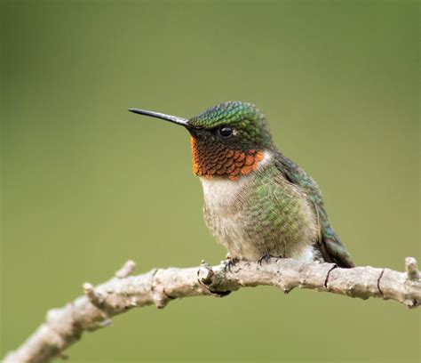 Male Ruby Throated Hummingbird - Birds and Blooms | Ruby throated ...