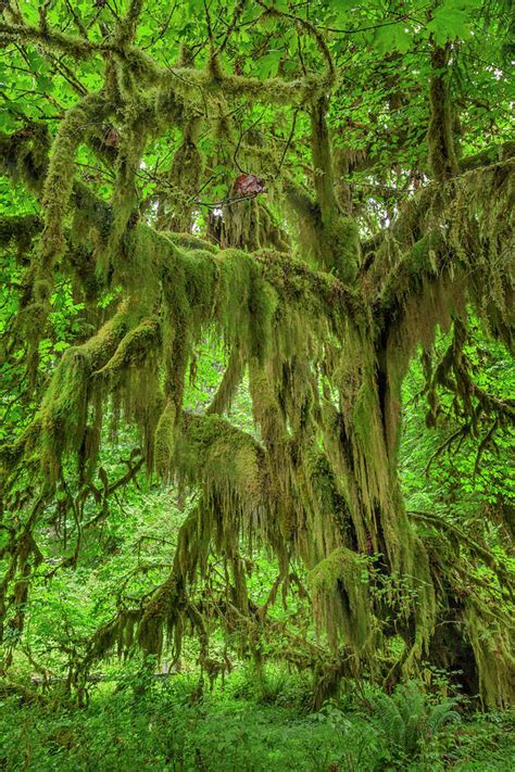 Big Leaf Maple Tree Draped With Club Photograph by Adam Jones | Pixels