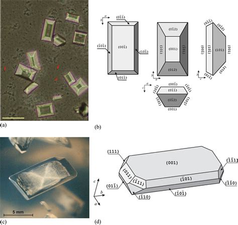 (a) Struvite crystals crystallized in artificial urine by the action of ...