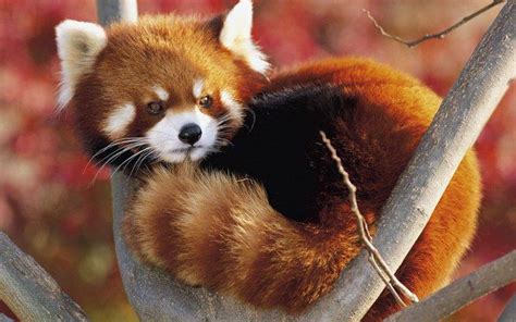 animals, Red Panda Wallpapers HD / Desktop and Mobile Backgrounds