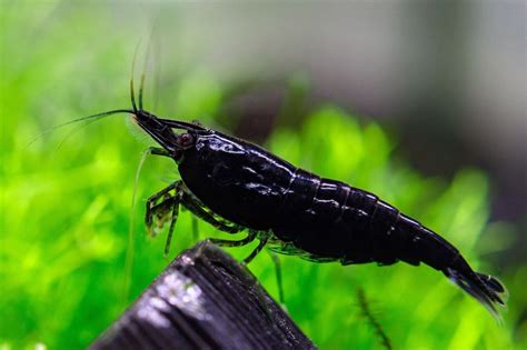 Black Shrimp | Live | Freshwater | Aquarium Shrimp