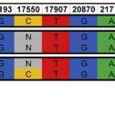 Viral genome sequencing analysis of the paired viral specimens of the... | Download High-Quality ...