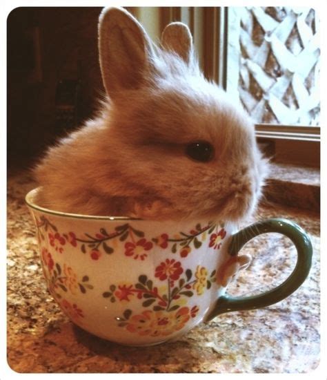 31 best Cats in cups images on Pinterest | Kitty cats, Adorable animals ...